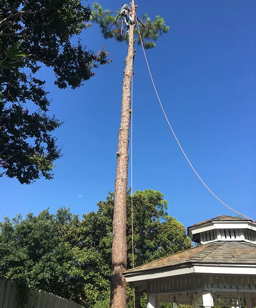 Tree Removal in Fort Worth 
